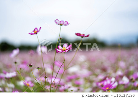 發光在藍天的波斯菊 發光在藍天的波斯菊 116127156