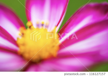 粉紅色的波斯菊正在盛開 粉紅色的波斯菊正在盛開 116127157