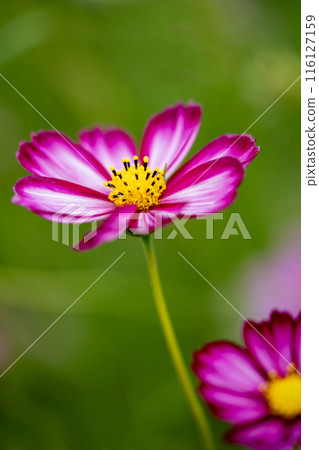 秋花波斯菊粉紅色可愛的花朵 116127159