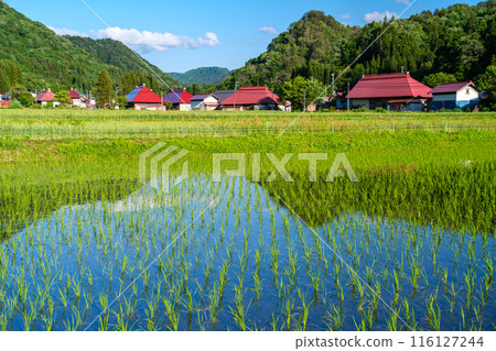 早苗田和一排房子 早苗田和一排房子 116127244