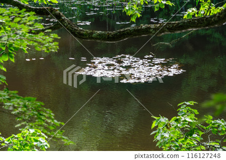 shining aquatic plants 116127248