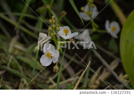 Omodaka blooming in paddy fields 116127291