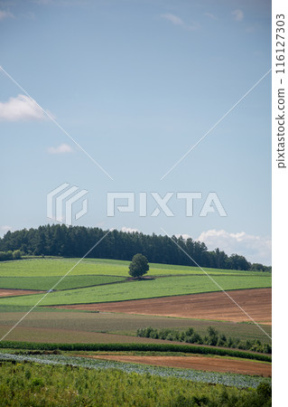 夏季綠色高地 116127303