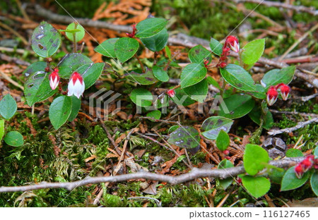 山路上盛開的小紅花 116127465
