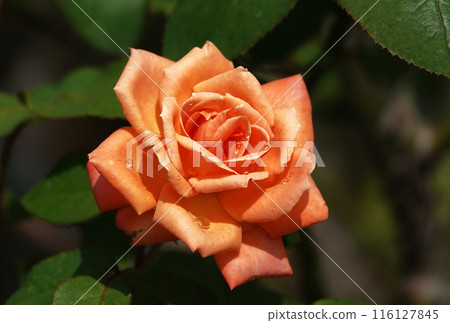 帕拉花 116127845