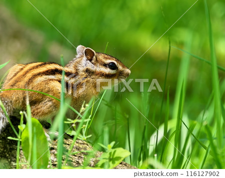 Chipmunk Chipmunk 116127902