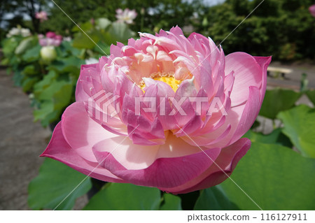 Large lotus lotus 116127911