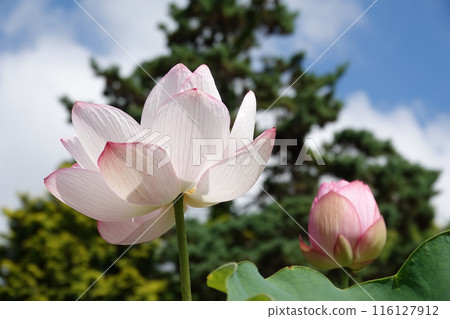 Lotus flower and sky　 116127912