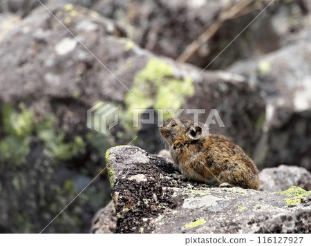 Pikachu pheasant at Lake Lake Pikachu pheasant at Lake Lake 116127927