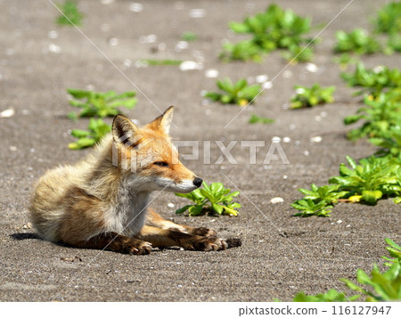 夏天的北極狐 116127947