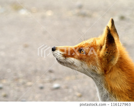 Summer's Kita fox Summer's Kita fox 116127963