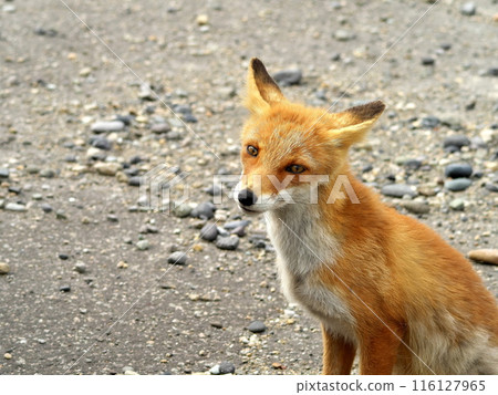 夏天的北極狐 夏天的北極狐 116127965