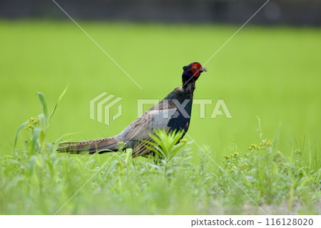 雉雞/日本 116128020