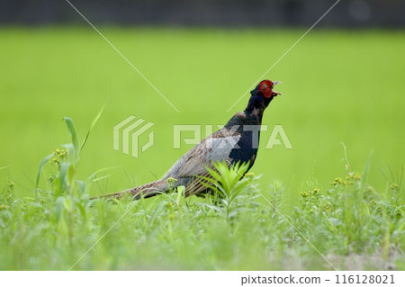 雉雞/日本 116128021