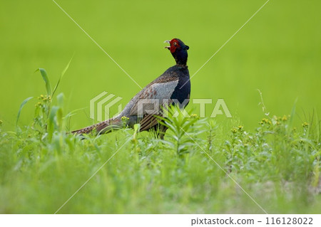 雉雞/日本 116128022