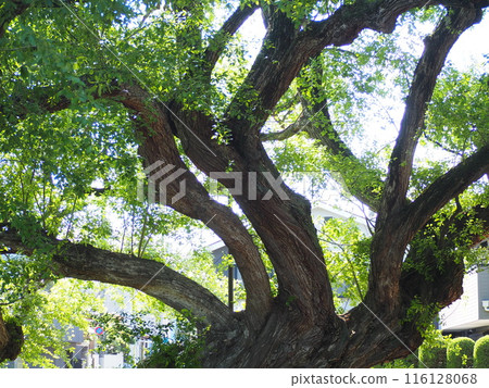 Igashira willow Igashira willow 116128068