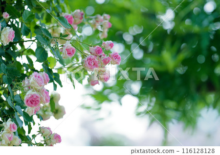 粉紅色的攀緣玫瑰在透過樹林的陽光下綻放 116128128