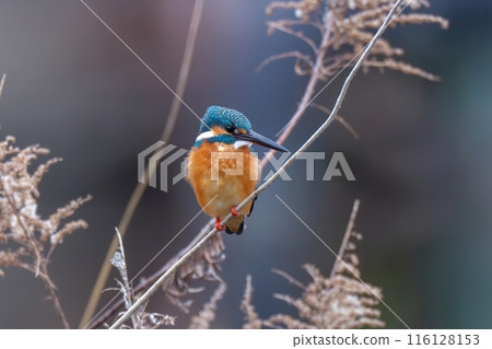 一隻成年翠鳥棲息在一枝黃花上尋找獵物。 116128153