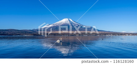 從山中湖畔看到的富士山與天鵝的合作場景 116128160