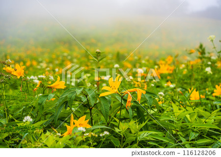 [Tochigi Prefecture] Nikko Kirifuri Highlands Day Hemerocallis day lilies at Hemerocallis daienchi 116128206
