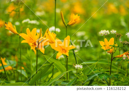 [Tochigi Prefecture] Nikko Kirifuri Highlands Day Hemerocallis day lilies at Hemerocallis daienchi 116128212