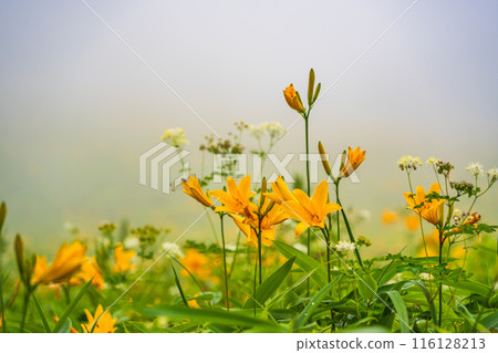 [Tochigi Prefecture] Nikko Kirifuri Highlands Day Hemerocallis day lilies at Hemerocallis daienchi 116128213