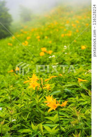 [Tochigi Prefecture] Nikko Kirifuri Highlands Day Hemerocallis day lilies at Hemerocallis daienchi 116128214