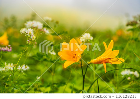 [Tochigi Prefecture] Nikko Kirifuri Highlands Day Hemerocallis day lilies at Hemerocallis daienchi 116128215