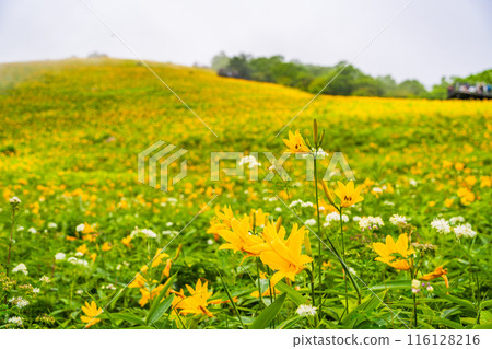 [Tochigi Prefecture] Nikko Kirifuri Highlands Day Hemerocallis day lilies at Hemerocallis daienchi 116128216
