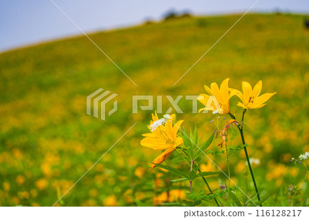 [Tochigi Prefecture] Nikko Kirifuri Highlands Day Hemerocallis day lilies at Hemerocallis daienchi 116128217