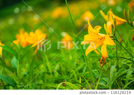 [Tochigi Prefecture] Nikko Kirifuri Highlands Day Hemerocallis day lilies at Hemerocallis daienchi 116128219