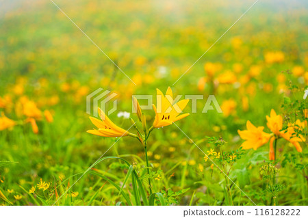 [栃木縣] 日光霧降高原 木菅平園地黃花菜 116128222