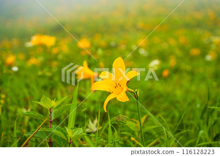 [Tochigi Prefecture] Nikko Kirifuri Highlands Day Hemerocallis day lilies at Hemerocallis daienchi 116128223