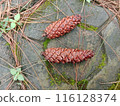 Pine cones  116128374