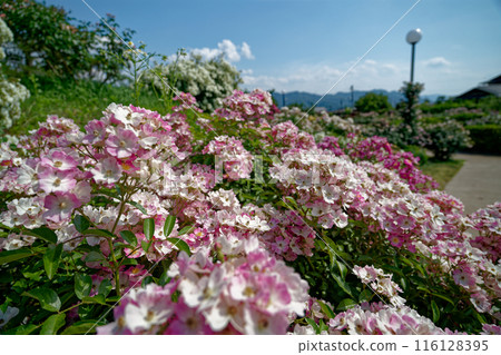 Roses blooming in a plateau park 116128395