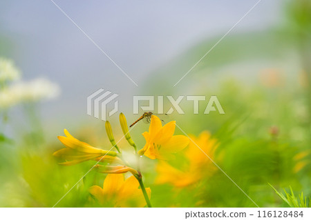 [Tochigi Prefecture] Nikko Kirifuri Highlands - A dragonfly resting on a day lily 116128484