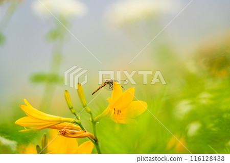 [Tochigi Prefecture] Nikko Kirifuri Highlands - A dragonfly resting on a day lily 116128488