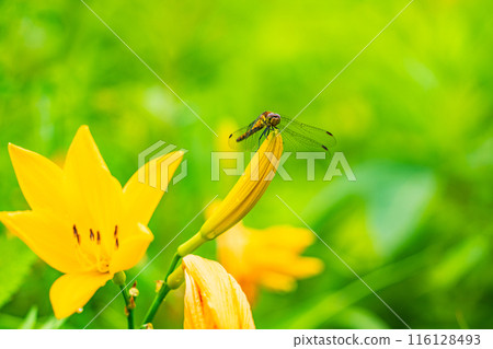 [Tochigi Prefecture] Nikko Kirifuri Highlands - A dragonfly resting on a day lily 116128493