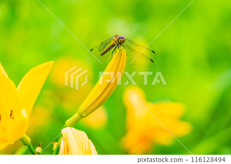 [栃木縣]日光/霧降高原，蜻蜓棲息在黃花菜上 116128494
