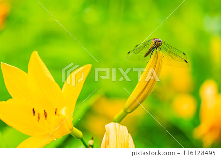 [Tochigi Prefecture] Nikko Kirifuri Highlands - A dragonfly resting on a day lily 116128495