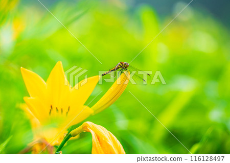 [Tochigi Prefecture] Nikko Kirifuri Highlands - A dragonfly resting on a day lily 116128497