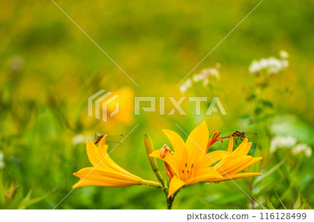 [Tochigi Prefecture] Nikko Kirifuri Highlands - A dragonfly resting on a day lily 116128499