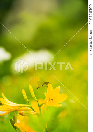 [栃木縣]日光/霧降高原，蜻蜓棲息在黃花菜上 116128500