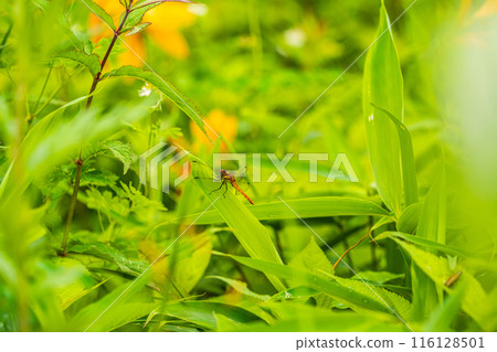[Tochigi Prefecture] Nikko Kirifuri Highlands - A dragonfly resting on a day lily 116128501