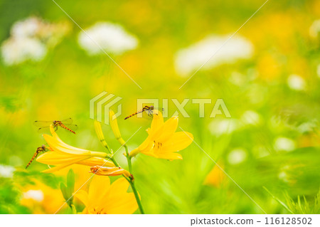 [Tochigi Prefecture] Nikko Kirifuri Highlands - A dragonfly resting on a day lily 116128502