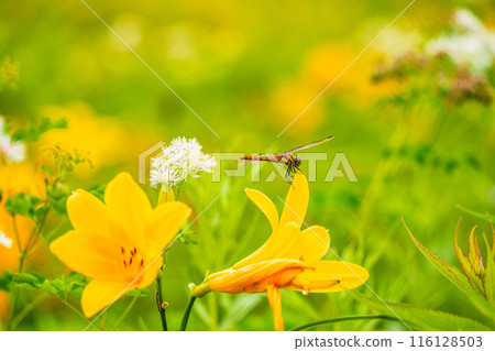 [Tochigi Prefecture] Nikko Kirifuri Highlands - A dragonfly resting on a day lily 116128503