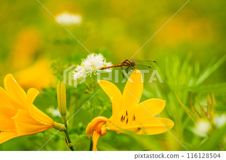 [Tochigi Prefecture] Nikko Kirifuri Highlands - A dragonfly resting on a day lily 116128504