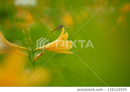 [Tochigi Prefecture] Nikko Kirifuri Highlands - A dragonfly resting on a day lily 116128505