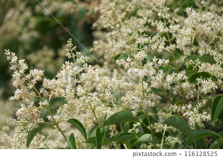 Tow murmur 116128525