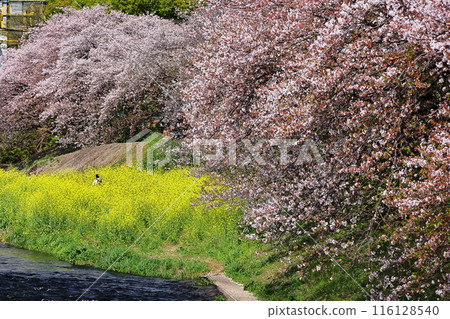 Cherry blossoms Cherry blossoms 116128540
